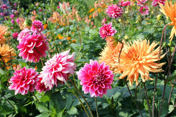 Ouderraad verkoopt bloembollen en kruidenplantjes